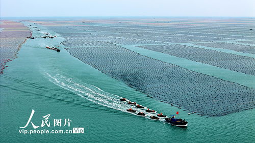 耕耘蔚藍(lán) 山東榮成畜牧漁業(yè)飼料銷售的海洋牧歌